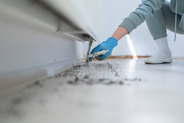Best Termite Control Services  in Grand Bay, AL
